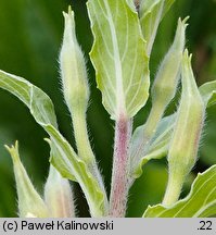 Oenothera depressa (wiesiołek wierzbolistny)
