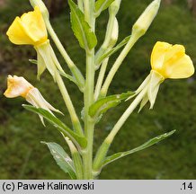 Oenothera hoelscheri (wiesiołek Hoelschera)