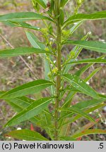 Oenothera suaveolens (wiesiołek pachnący)