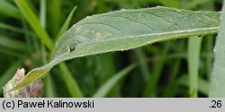Oenothera victorini (wiesiołek nyski)