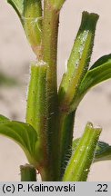Oenothera wienii (wiesiołek Weina)