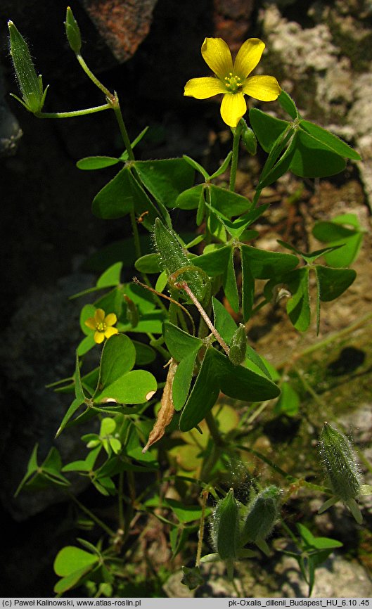 Oxalis dillenii (szczawik Dillena)