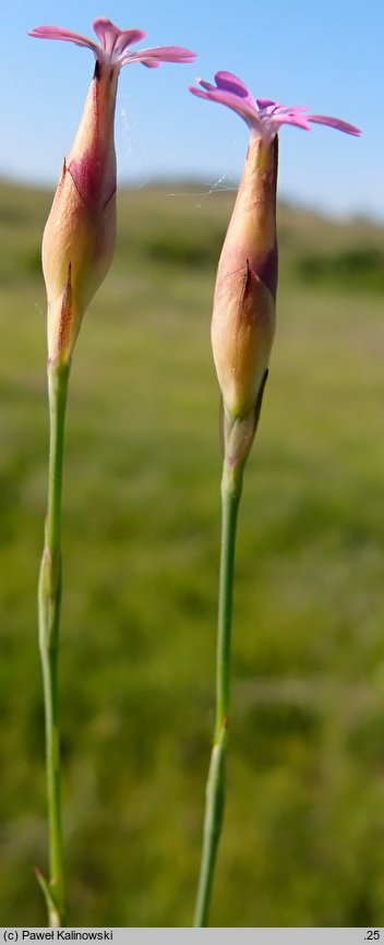 Petrorhagia velutina (goździcznik aksamitny)