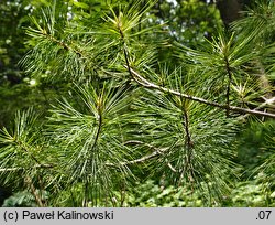 Pinus koraiensis (sosna koreańska)