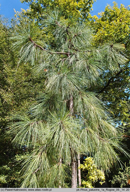 Pinus palustris (sosna długoigielna)