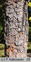 Pinus palustris (sosna długoigielna)