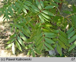 Pistacia chinensis (pistacja chiÅ„ska)