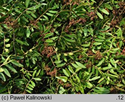 Pistacia lentiscus (pistacja kleista)