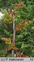 Pistacia terebinthus (pistacja terpentynowa)