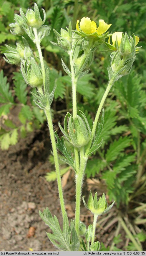 Potentilla pensylvanica (pięciornik pensylwański)