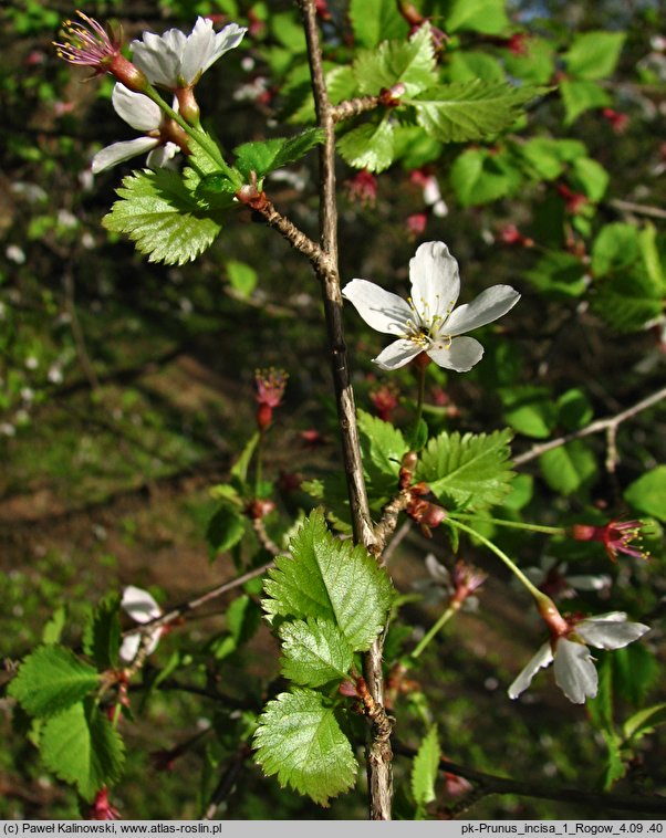 Prunus incisa (wiÅ›nia wczesna)