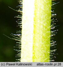 Pulmonaria ×intermedia (miodunka pośrednia)