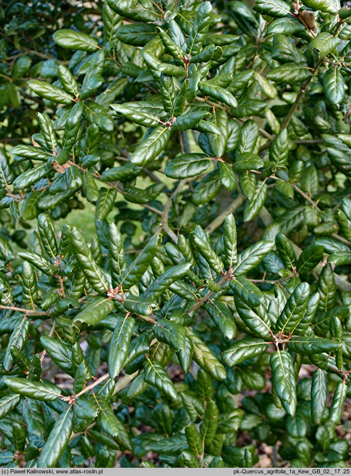 Quercus agrifolia (dąb wieczniezielony)