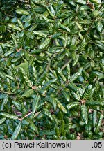 Quercus agrifolia (dąb wieczniezielony)