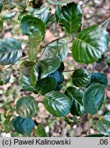 Quercus alnifolia (dąb olcholistny)