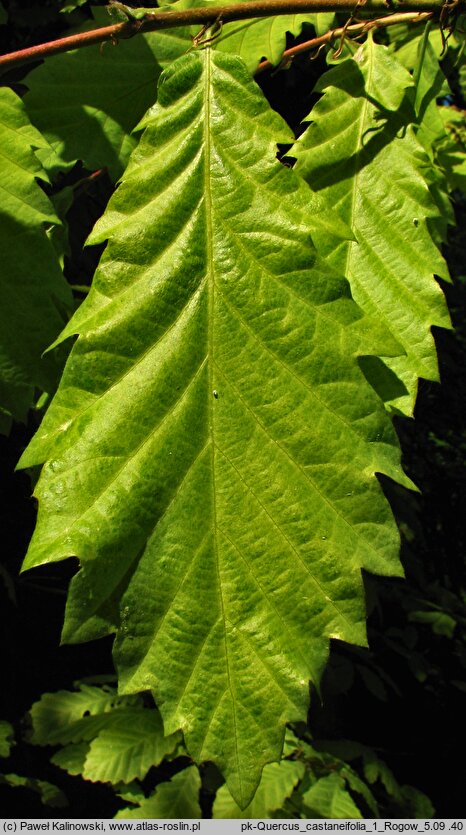Quercus castaneifolia (dąb kasztanolistny)