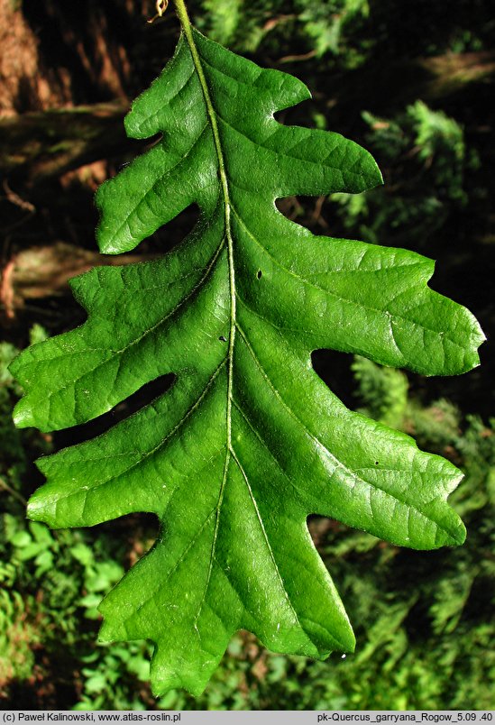 Quercus garryana (dąb Garry'ego)