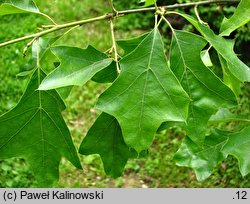 Quercus ilicifolia (dÄ…b niedÅºwiedzi)