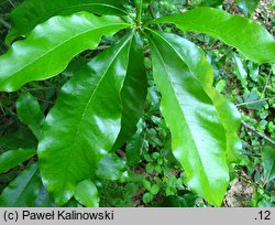 Quercus imbricaria (dąb gontowy)