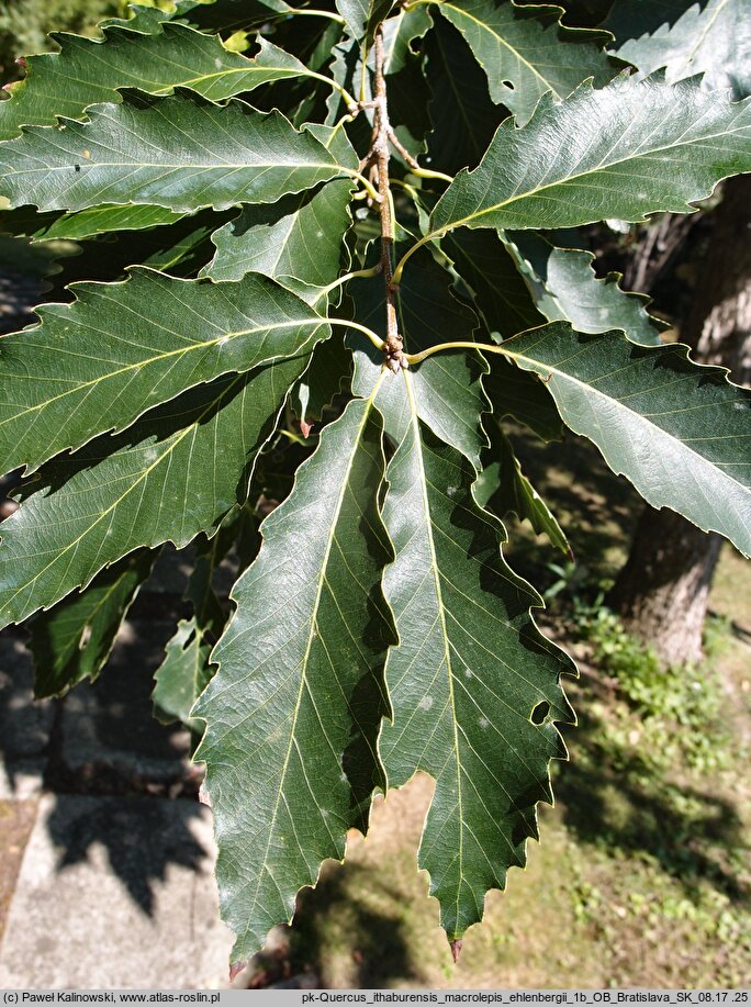 Quercus ithaburensis (dąb tabor)