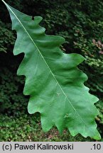 Quercus muehlenbergii (dąb Muehlenberga)