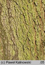 Quercus nigra (dąb wodny)