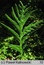 Quercus robur ‘Filicifolia’