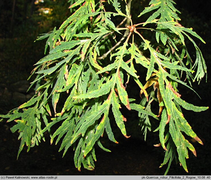 Quercus robur ‘Filicifolia’