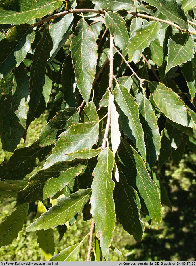 Quercus serrata (dąb piłkowany)