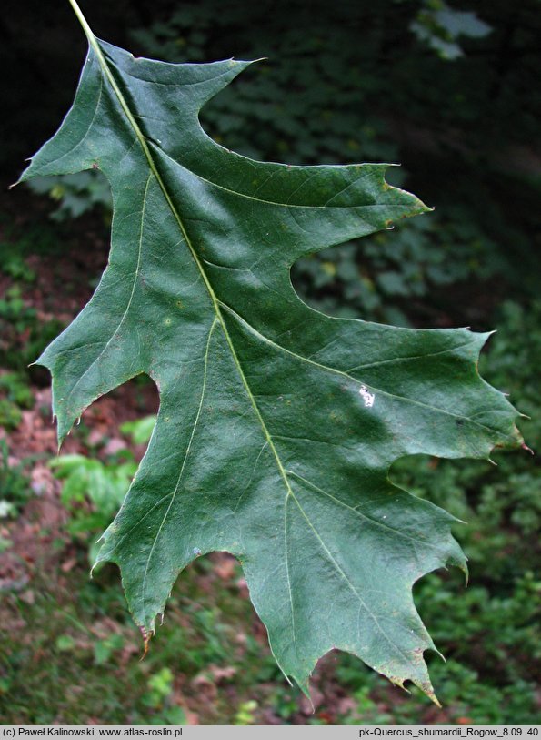 Quercus shumardii (dąb Shumarda)