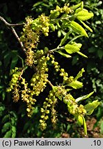 Quercus suber (dąb korkowy)