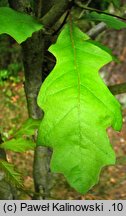 Quercus texana (dąb teksański)