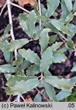 Quercus tuberculata