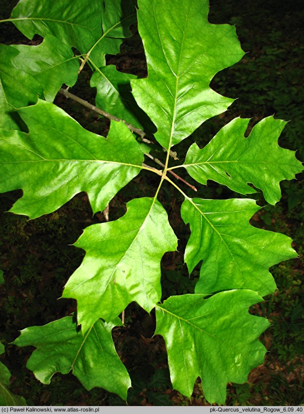 Quercus velutina (dąb barwierski)