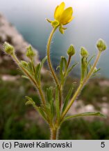 Ranunculus oxyspermus