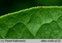 Reynoutria ×bohemica (rdestowiec pośredni)