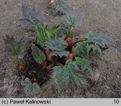 Rheum palmatum (rabarbar dÅ‚oniasty)