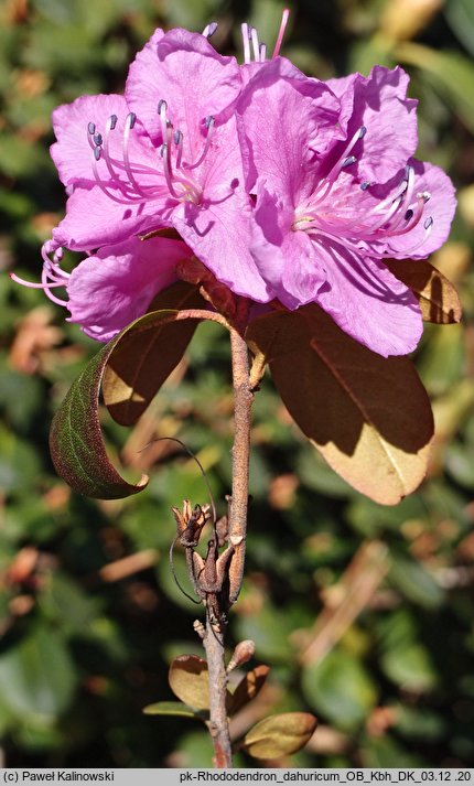 Rhododendron dauricum (różanecznik dahurski)