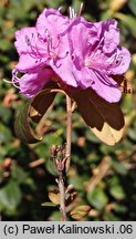Rhododendron dauricum (różanecznik dahurski)