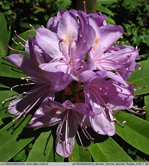 Rhododendron fortunei ssp. discolor