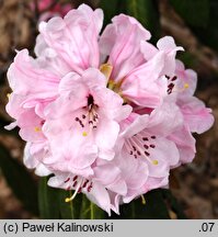 Rhododendron fulvum ssp. fulvum