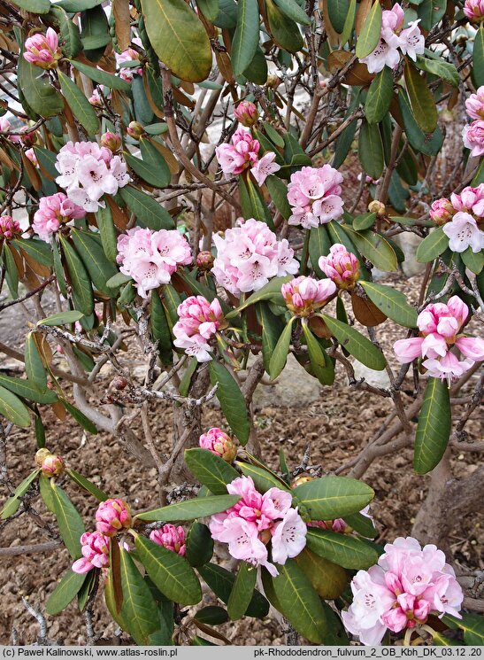 Rhododendron fulvum ssp. fulvum