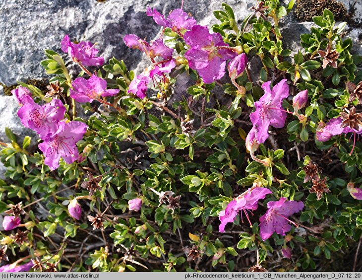 Rhododendron calostrotum ssp. keleticum