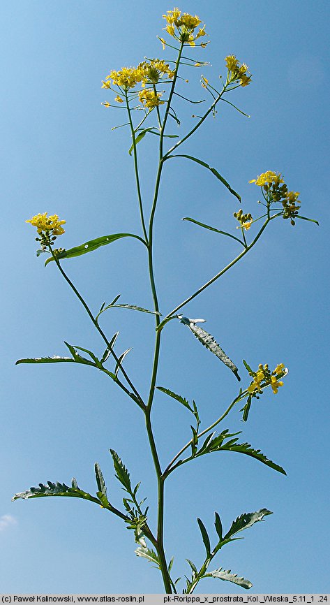 Rorippa ×prostrata (rzepicha lirowata)