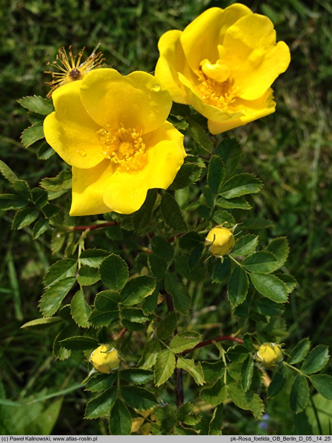 Rosa foetida (róża żółta)