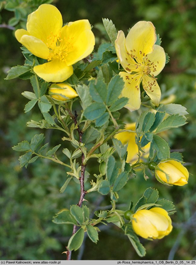 Rosa hemisphaerica (róża siarkowa)