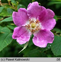 Rosa davurica (róża dahurska)