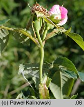 Rosa jundzillii (róża Jundziłła)