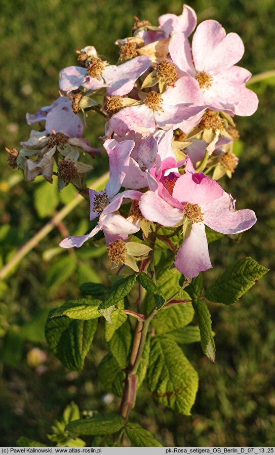 Rosa setigera (róża preriowa)