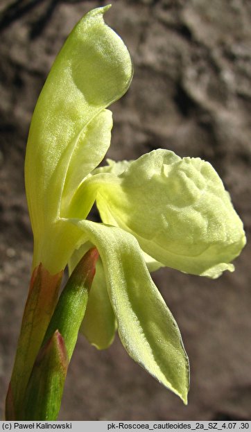 Roscoea cautleyoides (roskea chińska)
